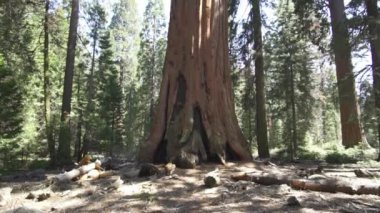 General Sherman Devasa Ağacı (Sequoiadendron Giganteum) Sequoia Ulusal Parkı ABD 'deki Dünya üzerindeki bilinen en büyük Yaşayan Kök Ağacı