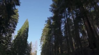Sequoia Ormanı Ulusal Parkı 'ndaki Çok Uzun Ağaçlar Altında Sürüş - Beyaz Firavun, Şeker Çamı, Tütsü Sedir, Kızıl Firavun ve Ponderosa Çamı