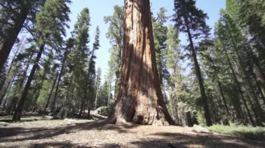 General Sherman Devasa Ağacı (Sequoiadendron Giganteum) Sequoia Ulusal Parkı ABD 'deki Dünya üzerindeki bilinen en büyük Yaşayan Kök Ağacı