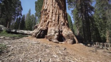 General Sherman Devasa Ağacı (Sequoiadendron Giganteum) Sequoia Ulusal Parkı ABD 'deki Dünya üzerindeki bilinen en büyük Yaşayan Kök Ağacı