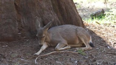 CALIFORNIA MULE Geyiği, Sequoia ve Kings Canyon National Park ABD 'de çokça bulunur.
