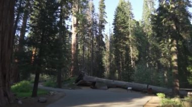 Tünel günlüğü, Sequoia Ulusal Parkı 'ndaki Dev Orman bölgesinde Moro Rock Crescent Meadow Yolu' nda.