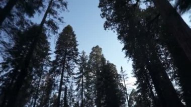 Sequoia Ormanı Ulusal Parkı 'ndaki Çok Uzun Ağaçlar Altında Sürüş - Beyaz Firavun, Şeker Çamı, Tütsü Sedir, Kızıl Firavun ve Ponderosa Çamı