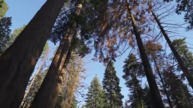 Sequoia Ormanı Ulusal Parkı 'ndaki Çok Uzun Ağaçlar Altında Sürüş - Beyaz Firavun, Şeker Çamı, Tütsü Sedir, Kızıl Firavun ve Ponderosa Çamı