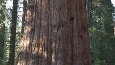 General Sherman Devasa Ağacı (Sequoiadendron Giganteum) Sequoia Ulusal Parkı ABD 'deki Dünya üzerindeki bilinen en büyük Yaşayan Kök Ağacı