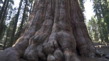 General Sherman Devasa Ağacı (Sequoiadendron Giganteum) Sequoia Ulusal Parkı ABD 'deki Dünya üzerindeki bilinen en büyük Yaşayan Kök Ağacı