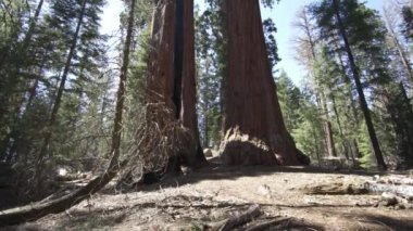 General Sherman Devasa Ağacı (Sequoiadendron Giganteum) Sequoia Ulusal Parkı ABD 'deki Dünya üzerindeki bilinen en büyük Yaşayan Kök Ağacı