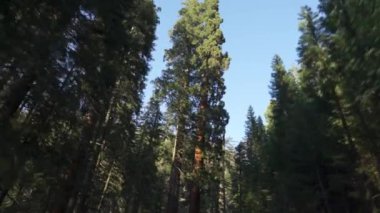 Sequoia Ormanı Ulusal Parkı 'ndaki Çok Uzun Ağaçlar Altında Sürüş - Beyaz Firavun, Şeker Çamı, Tütsü Sedir, Kızıl Firavun ve Ponderosa Çamı
