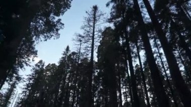 Sequoia Ormanı Ulusal Parkı 'ndaki Çok Uzun Ağaçlar Altında Sürüş - Beyaz Firavun, Şeker Çamı, Tütsü Sedir, Kızıl Firavun ve Ponderosa Çamı