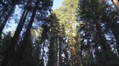 Sequoia Ormanı Ulusal Parkı 'ndaki Çok Uzun Ağaçlar Altında Sürüş - Beyaz Firavun, Şeker Çamı, Tütsü Sedir, Kızıl Firavun ve Ponderosa Çamı
