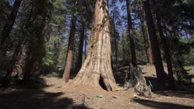 General Sherman Devasa Ağacı (Sequoiadendron Giganteum) Sequoia Ulusal Parkı ABD 'deki Dünya üzerindeki bilinen en büyük Yaşayan Kök Ağacı