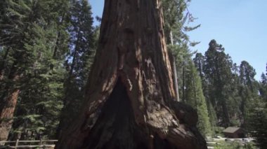 General Sherman Devasa Ağacı (Sequoiadendron Giganteum) Sequoia Ulusal Parkı ABD 'deki Dünya üzerindeki bilinen en büyük Yaşayan Kök Ağacı