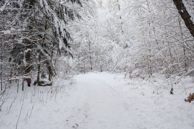 kapalı orman dağlarda kar