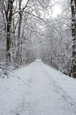 kapalı orman dağlarda kar