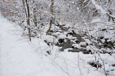 kapalı orman dağlarda kar
