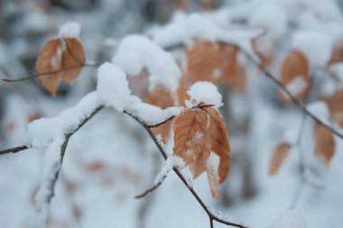 kapalı orman dağlarda kar