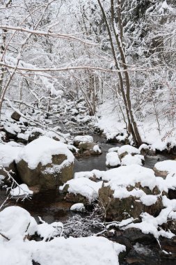 kapalı orman dağlarda kar