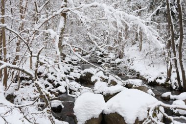kapalı orman dağlarda kar