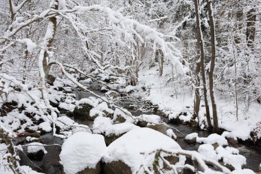 kapalı orman dağlarda kar