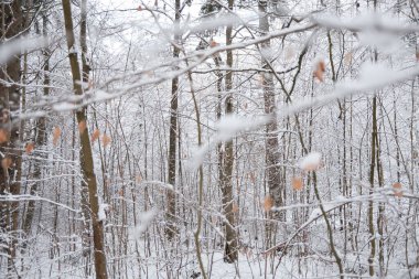 kapalı orman dağlarda kar