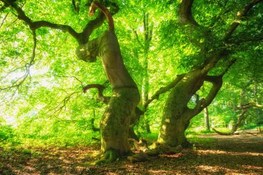 Güneşli bir günün parkındaki yaşlı yeşil ağaç.