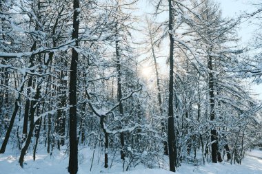 Dağlık ormanda karla kaplı ağaçlar