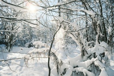 Dağlık ormanda karla kaplı ağaçlar