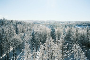 Dağlık ormanda karla kaplı ağaçlar