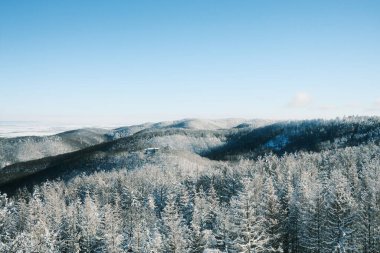 Dağlık ormanda karla kaplı ağaçlar