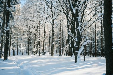 Dağlık ormanda karla kaplı ağaçlar
