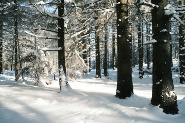 Dağlık ormanda karla kaplı ağaçlar