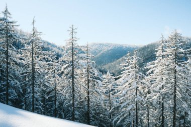Karla kaplı güzel kış manzarası