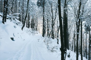 Karla kaplı ormanda kış yolu. yüksek kaliteli fotoğraf