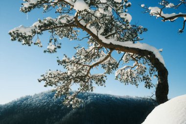 Dağlarda karla kaplı ağaçlarla kaplı güzel bir manzara. Güzel doğa arkaplanı