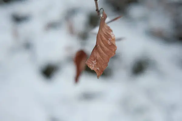Крита Ліс Горах Сніг — стокове фото