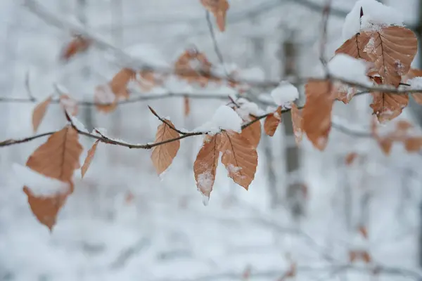 Зимовий Фон Засніженими Деревами Гілками Лісі Холодну Погоду — стокове фото