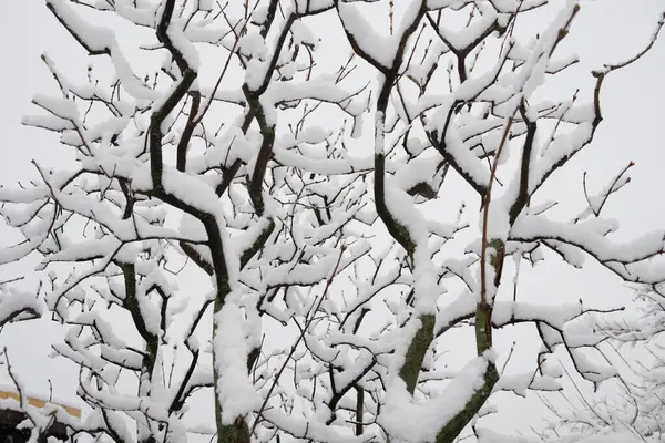 Ramos Árvores Floresta Inverno Flora — Fotografia de Stock