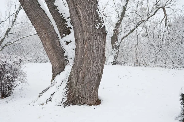 Красивий Знімок Дерев Білим Снігом Фоні — стокове фото