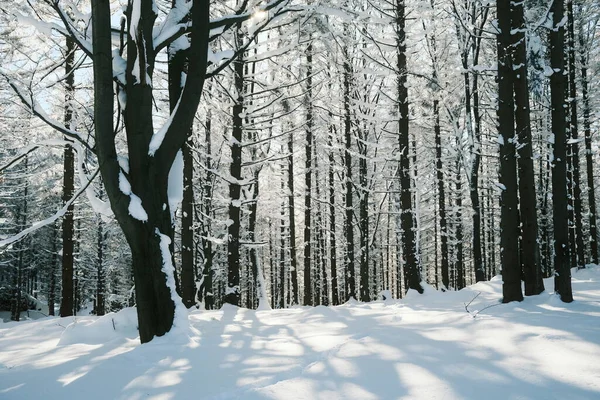 Árvores Cobertas Neve Floresta Montanha — Fotografia de Stock