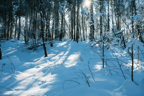 Arbres Couverts Neige Dans Forêt Montagne — Photo