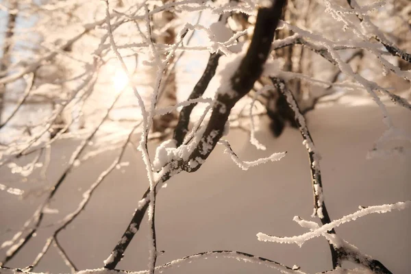 Снігові Покриті Дерева Гірському Лісі — стокове фото