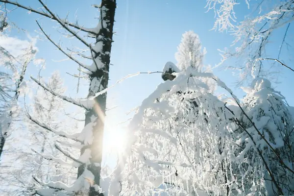 Snötäckta Träd Fjällskog — Stockfoto