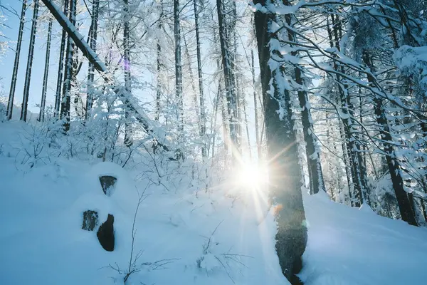 Árvores Cobertas Neve Floresta Montanha — Fotografia de Stock