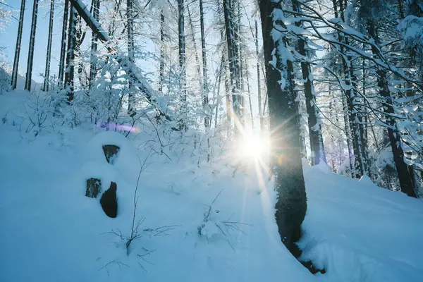Snötäckta Träd Fjällskog — Stockfoto