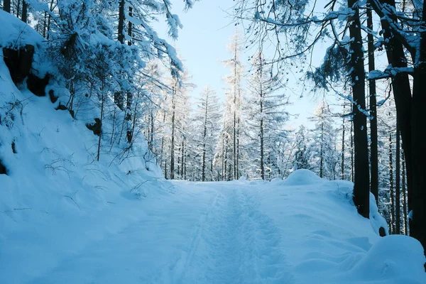 Snö Täckt Väg Och Tallar Skog — Stockfoto