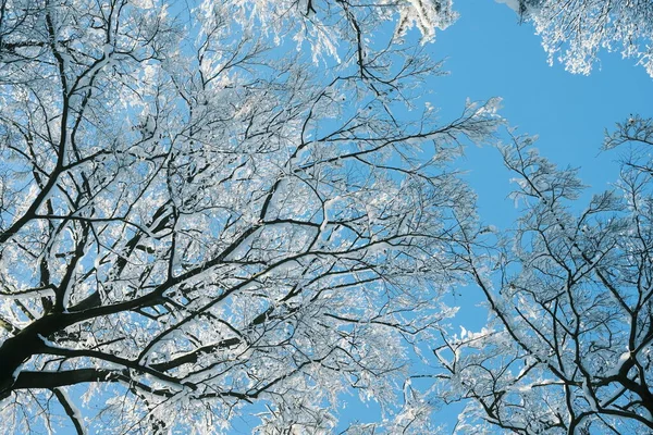 Прекрасний Вид Зимовий Ліс Фон Природи — стокове фото