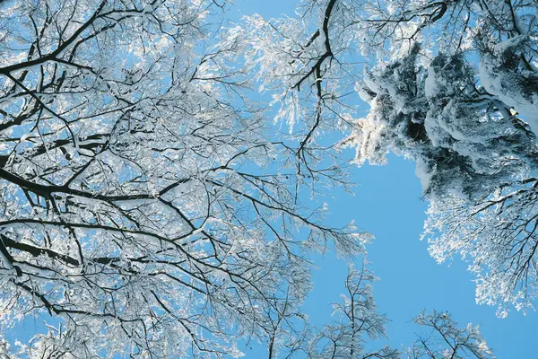 Гілки Дерев Покриті Снігом Небі — стокове фото