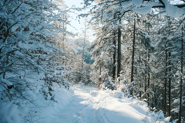 Snötäckt Skog Vintern Naturbakgrund — Stockfoto