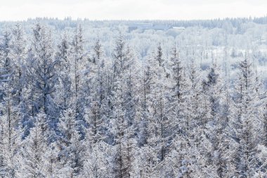 Dağlardaki karlı kış ormanı. güzel doğa arkaplanı