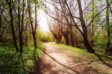 Ormandaki güzel bahar manzarası